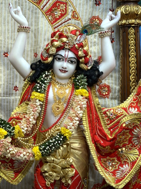 Gaur